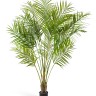 Пальма Арека Новая 200 см (6 стволов 16 веток) 2/2