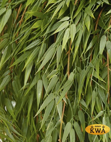 Бамбук ампельный Макси (пластик) в-130 см 6/60