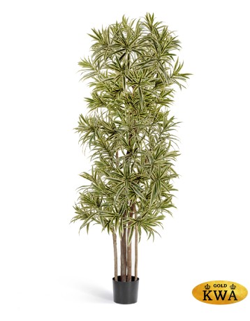 Драцена Рефлекса Золотая 180 см 2/2