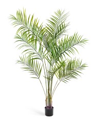 Пальма Арека Новая 190 см (4 ствола 11 веток) 2/2