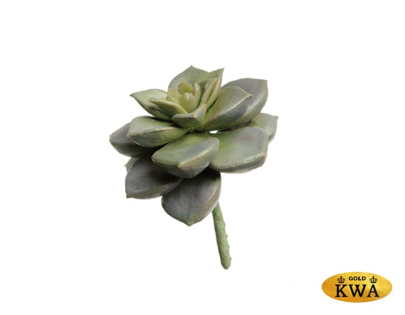 Суккулент Эхеверия Элеганс зелёно-серебристо-сиреневый в-3, д-7 см 24/288