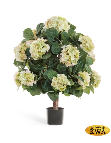 Гортензия кремово-зеленая куст Макси в-70, д-50 см в горшке 2/2