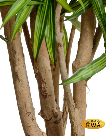 Драцена Рефлекса Ямайка 145 см 2/2