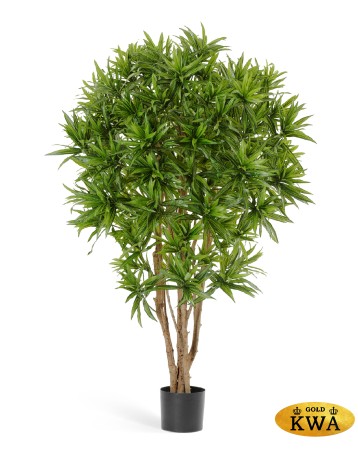 Драцена Рефлекса Ямайка 145 см 2/2