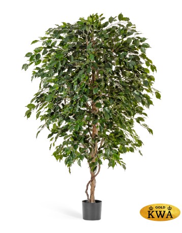 Фикус Бенджамина Де Люкс 240 см 2/2