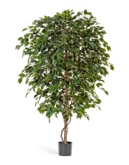 Фикус Бенджамина Де Люкс 240 см 2/2