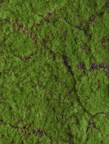 Мох Soft полотно 100 х100 см