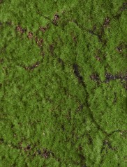 Мох Soft полотно 100 х100 см