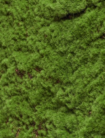 Мох Soft полотно 100 х100 см