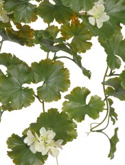 Герань ампельная куст кремовый UV-фильтр в-58 см 6/24