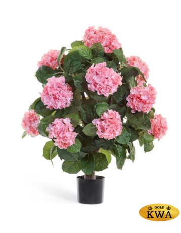 Гортензия розовая куст Макси в-70, д-50 см в горшке 2/2