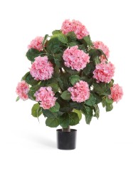 Гортензия розовая куст Макси в-70, д-50 см в горшке 2/2