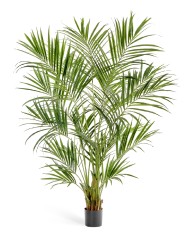 Пальма Кентия (Ховея) де Люкс 225 см 1/1