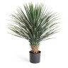 Юкка Рострата куст 80 см 2/2