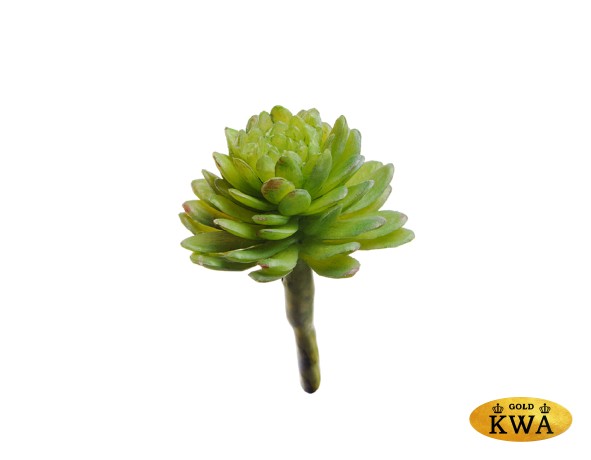 Мини-суккулент Эхеверия Даренберга в-2,5, д-3,5 см 60/720