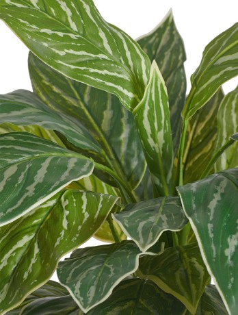 Аглаонема Страйпс куст бело-зелёный в-45 см, д-50 см