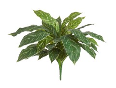 Аглаонема Страйпс куст бело-зелёный в-45 см, д-50 см
