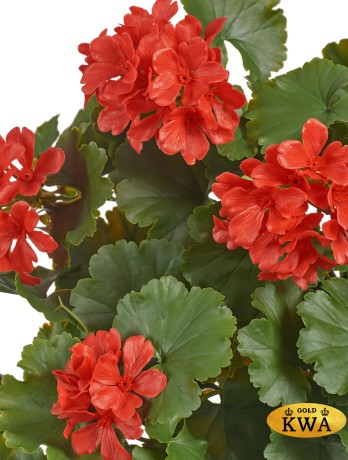 Герань ампельная куст красный UV-фильтр в- 58 см  6/24