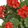 Герань ампельная куст красный UV-фильтр в- 58 см  6/24