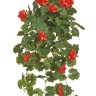 Герань ампельная куст красный UV-фильтр в- 58 см  6/24