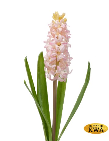 Гиацинт розовый 38 см 12/72