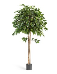 Фикус Бенджамина зонтичный 180 см 2/2