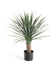 Юкка Рострата куст Де Люкс в-85 см 2/2