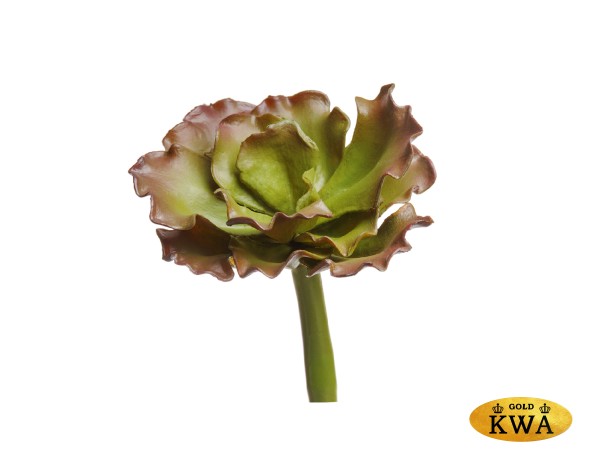 Суккулент Эхеверия Шавиана Трифлс зелёно-бордовая в-5, ш-8 см 24/96