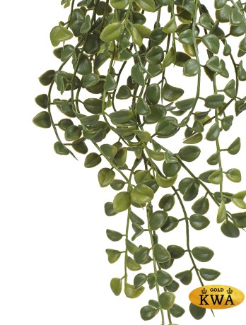 Дисхидия ампельная (пластик) в-70 см 12/72