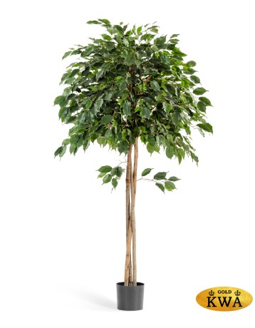 Фикус Бенджамина зонтичный 210 см 2/2