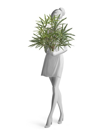 Аралия куст в-52 см (15 листов) 6/36