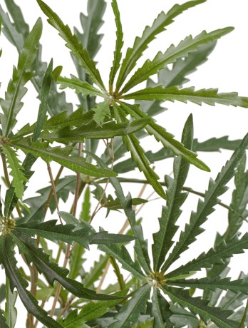 Аралия куст в-52 см (15 листов) 6/36