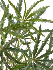 Аралия куст в-52 см (15 листов) 6/36