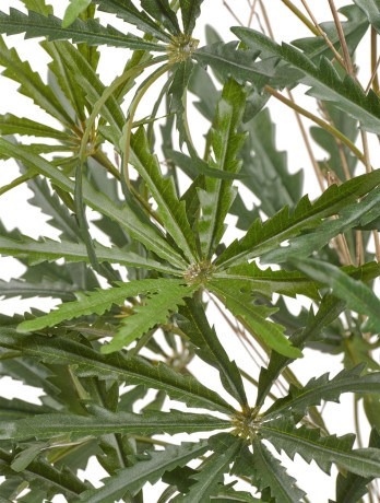 Аралия куст в-52 см (15 листов) 6/36