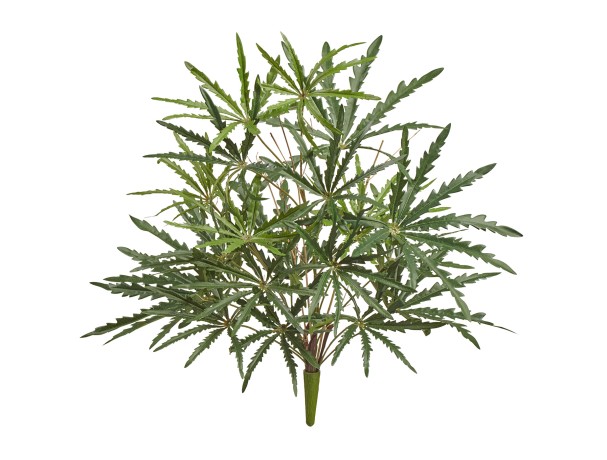 Аралия куст в-52 см (15 листов) 6/36