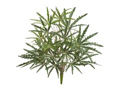 Аралия куст в-52 см (15 листов) 6/36