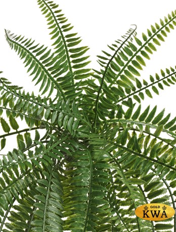 Папоротник Бостон свисающий