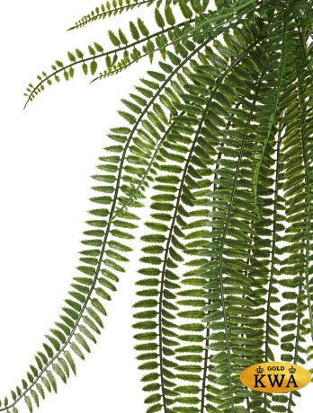 Папоротник Бостон свисающий