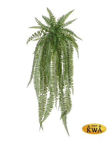 Папоротник Бостон свисающий