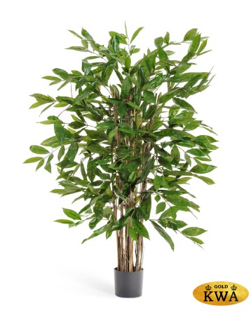 Драцена Саркула Спотти 180 см 2/2