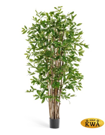 Драцена Саркула Спотти 180 см 2/2