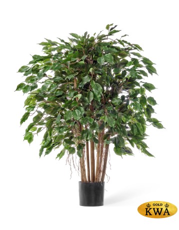 Фикус Бенджамина карликовый многоствольный 100 см 2/2