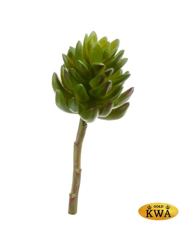 Суккулент Синокрассула большая зелёная в-7 см, д-7 см 12/144