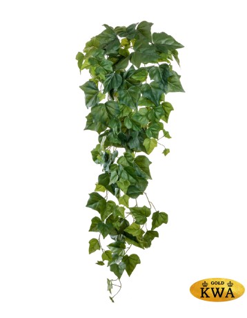 Плющ английский крупнолистный 110 см 6/24