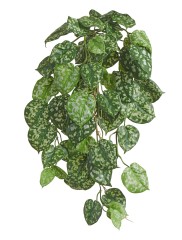 Сциндапсус Пиктус куст ампельный (серия FR - огнезащита)