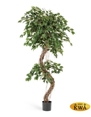 Фикус Бенджамина Коркскрю 180 см 2/2