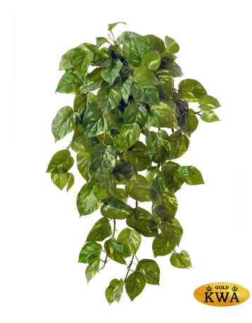 Потос крупнолистный ампельный большой 75 см (Sensitive Botanic) (102 листа) 4/16