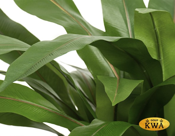 Асплениум куст Гигант в кашпо в-50 см д-80 см 6/6