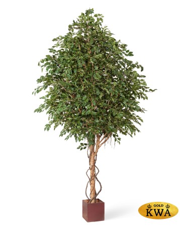 Гигантский фикус Бенджамина 360 см (сборный) 1/1