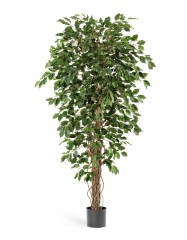 Фикус Бенджамина Лиана 150 см 2/2